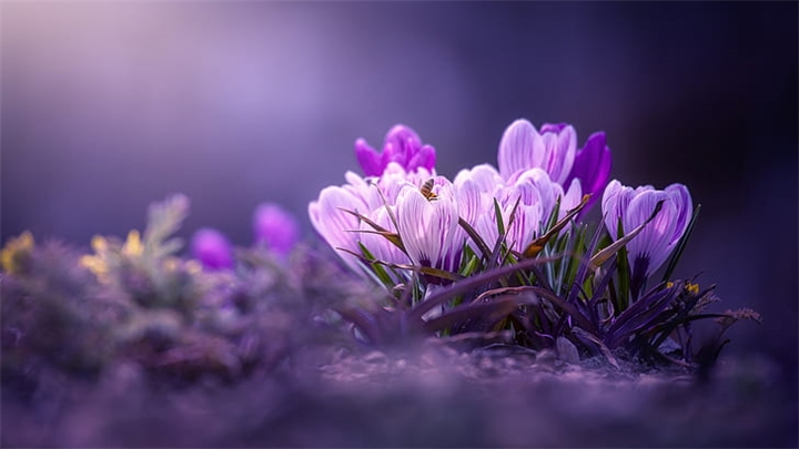 معرفی انواع زعفران و تفاوت های آن