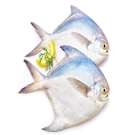 ماهی حلوا سفید مقوایی 1 کیلویی دونا