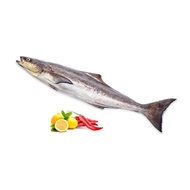 ماهی سکن جنوب (سوکلا) 1 کیلویی دونا